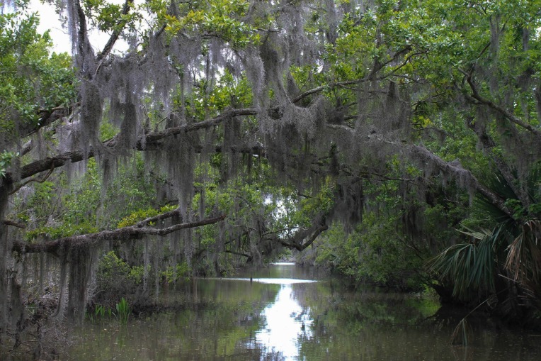 New Orleans bayou aligator