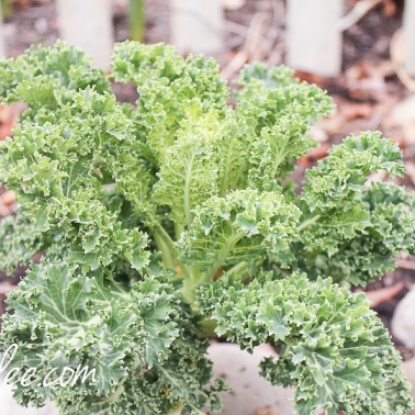 kale in the garden - april-6369