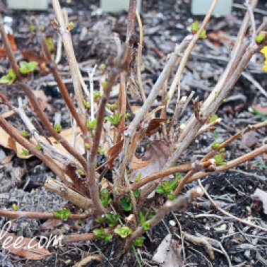 hydrangea emerging in the garden - april-6373